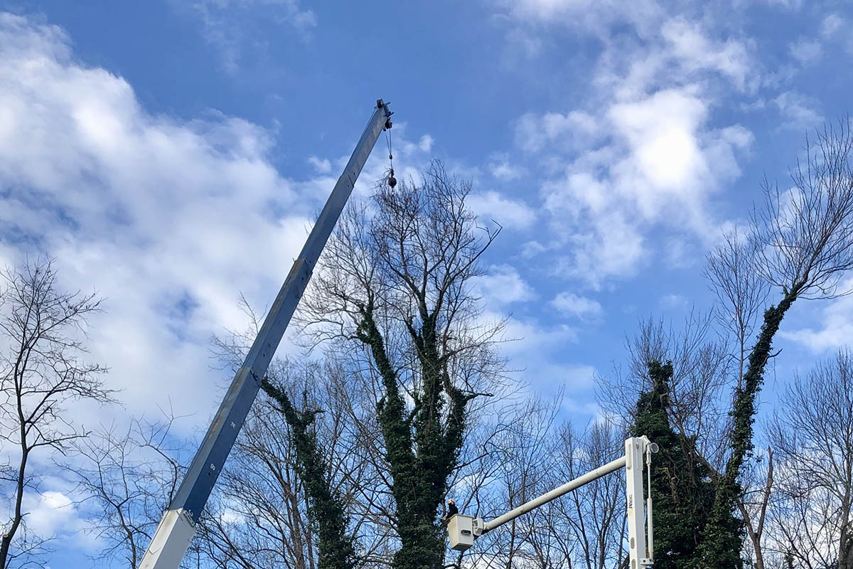 Kết hợp cẩu nâng người và cẩu chuyên dụng để cưa những cây lớn