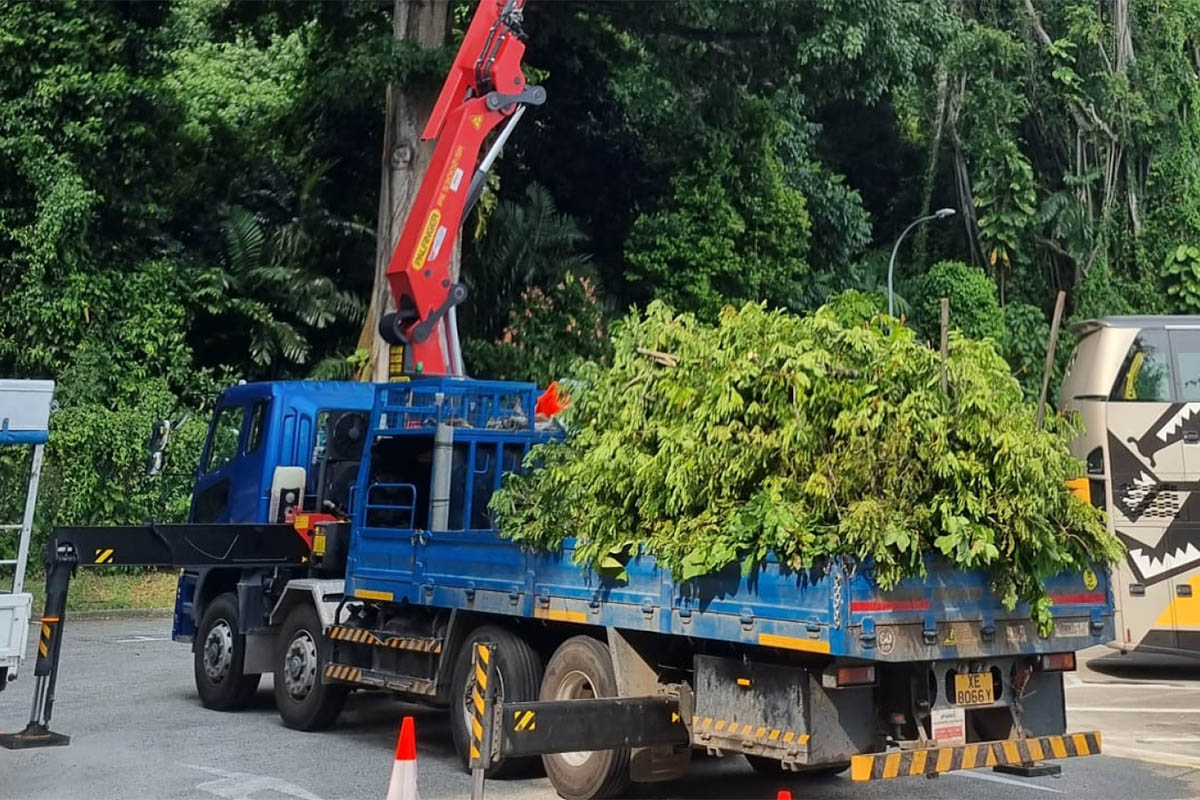 Xe cẩu nâng người có thùng xe giúp chở cành cây đã cắt tỉa