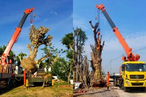 Cẩu nâng hạ cây cổ thụ không vỡ bầu đất