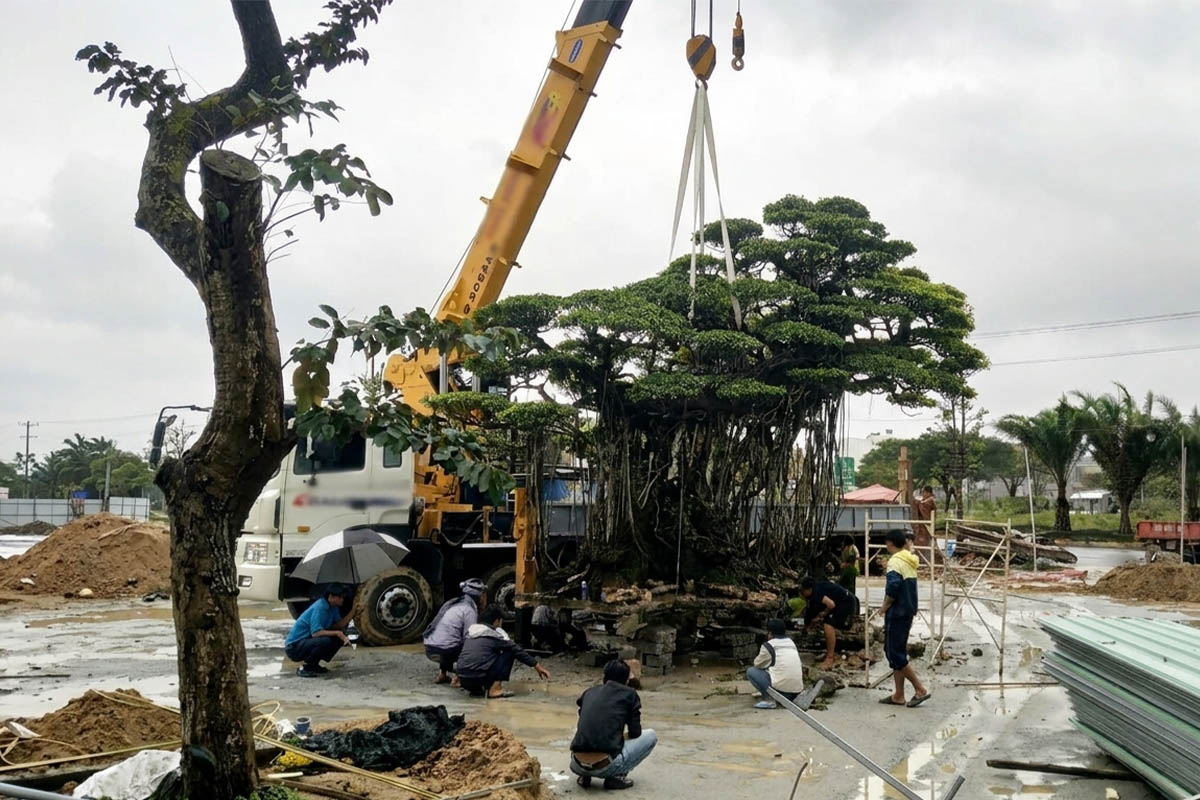 Cẩu nâng hạ, di chuyển cây xanh không gãy cành